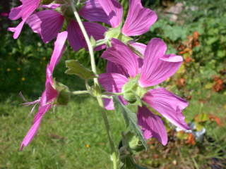 node with two leaves and two flowers