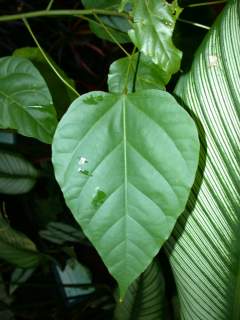 Bixa orellana, leaf