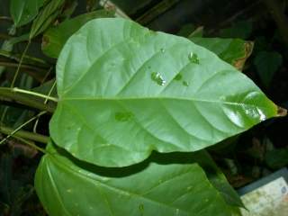 Bixa orellana, leaf