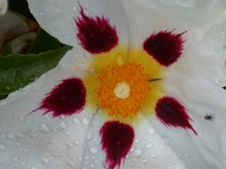 Cistus x aguilarii, eye of flower