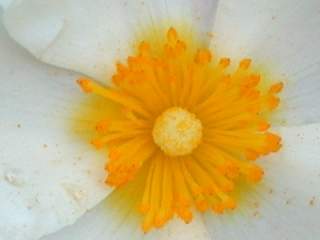 Cistus x hybridus, eye of flower