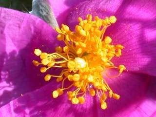 Cistus crispus, eye of flower