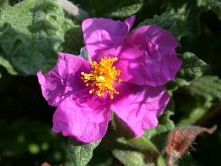 Cistus crispus, flower