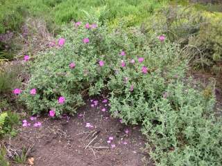 Cistus crispus, in flower