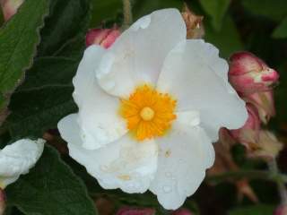 Cistus x hybridus, flower