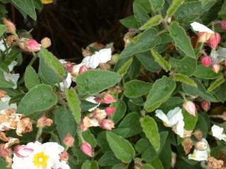 Cistus x hybridus, foliage and flower buds