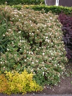 Cistus x hybridus, in flower