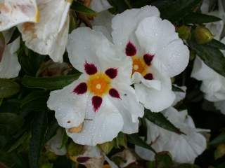 Cistus x aguilarii, flowers