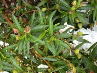 Cistus x aguilarii, foliage and flower buds