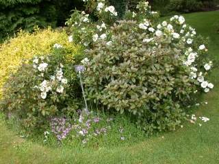 Cistus x aguilarii, in flower