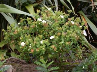 Cistus inflatus, in flower