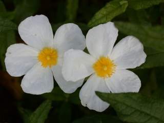 Cistus inflatus, flowers