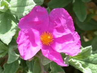 Cistus x pulverulentus 'Sunset', flower