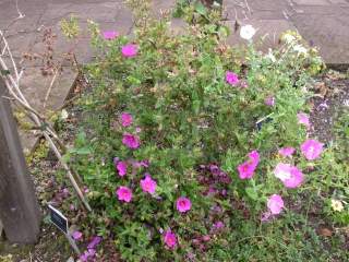 Cistus x pulverulentus 'Sunset', in flower