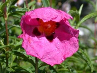 Cistus x purpureus, flower