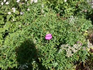 Cistus x purpureus, in flower