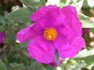 Cistus x pulverulentus 'Sunset', flower