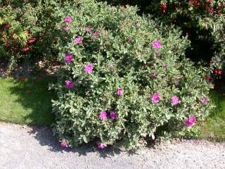 Cistus x pulverulentus 'Sunset', in flower