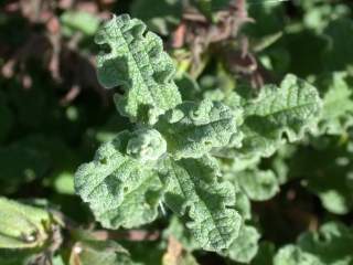 Cistus crispus, foliage