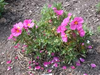 Cistus x rodiaei 'Jessica', in flower