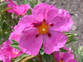 Cistus x rodiaei 'Jessica', flower