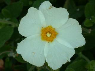 Cistus salviifolius, flower