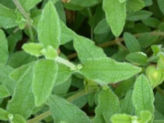 Cistus salviifolius, foliage