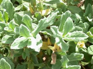 Cistus x pulverulentus 'Sunset', foliage