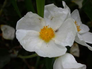 Cistus laurifolius, flower