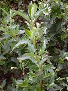 Cistus inflatus, shoot