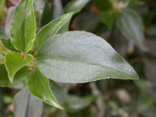 Cistus laurifolius, leaf