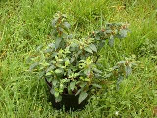 Cistus x corbariensis