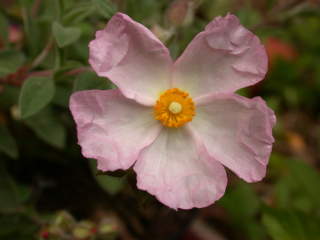 Cistus x purpureus 'Sun Rose', flower