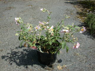 Cistus x purpureus 'Sun Rose', in flower