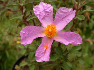 Cistus x pulverulentus 'Sunset', flower