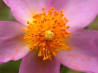 Cistus x pulverulentus 'Sunset', eye of flower