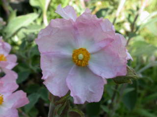 Cistus x purpureus 'Sun Rose', flower