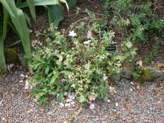 Cistus parviflorus, in flower