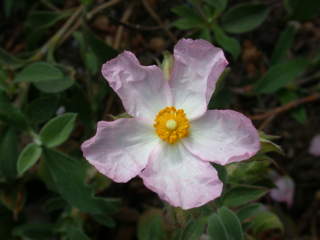 Cistus parviflorus, flower