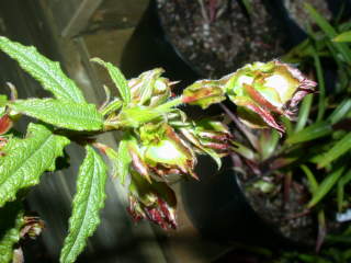 Cistus x florentinus, flower buds