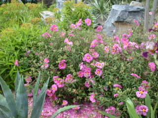 Cistus, in flower