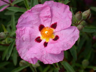 Cistus, flower