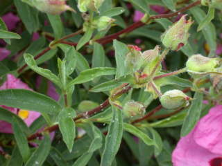 Cistus, foliage and flower buds