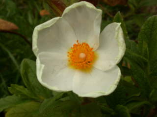 Cistus 'Snow White', flower