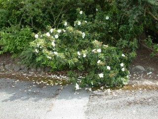 Cistus, in flower