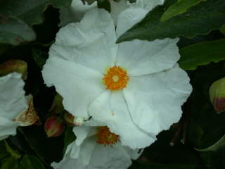 Cistus, flower