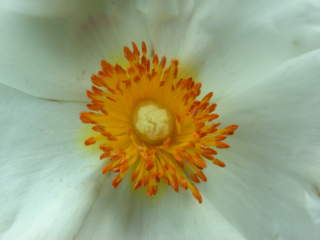 Cistus, eye of flower
