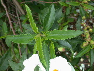 Cistus, foliage