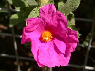 Cistus, flower