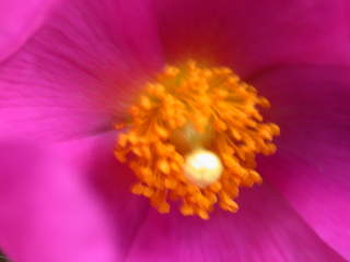 Cistus, eye of flower